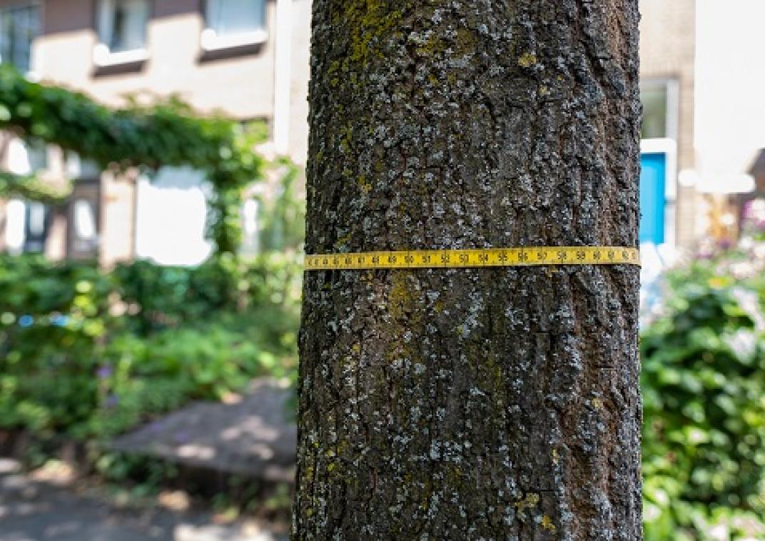 De stam van een boom waar een meetlint om is gewikkeld