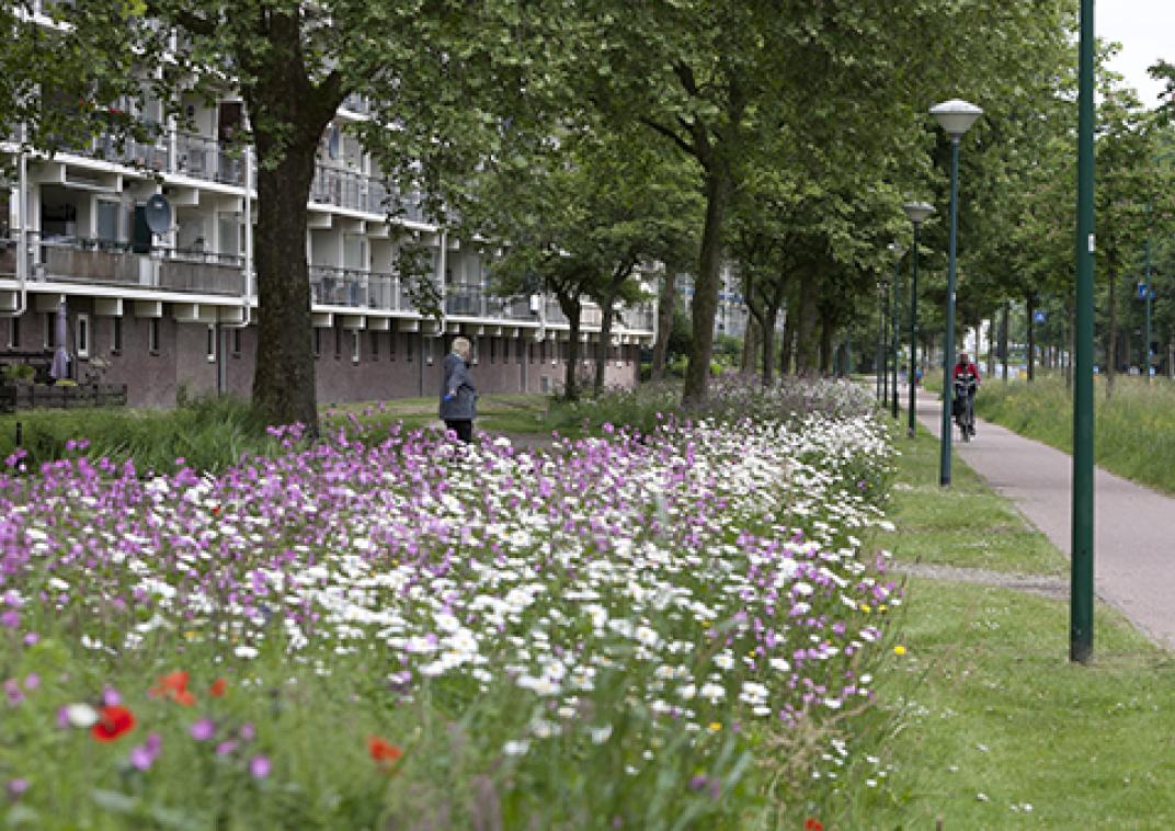 Een kruidenrijke berm, vol groen en witte en paarse bloemen