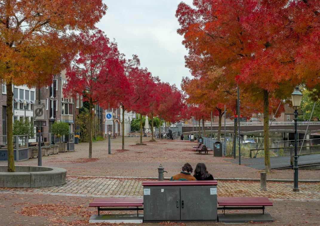 Twee rijen bomen in de herfst