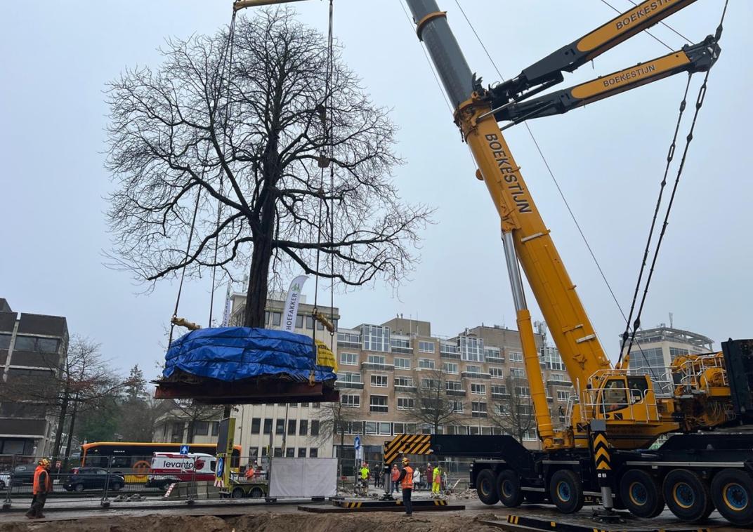 De monumentale kastanjeboom hangt in een zak aan een kraan voor verplaatsing