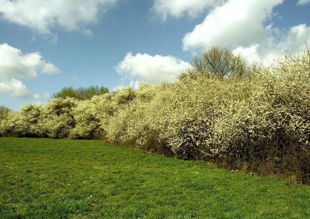 Bloemrijk grasland met gele en paarse bloemen, omzoomd door bomen en struweel. Natuurlijke, extensieve vegetatie.