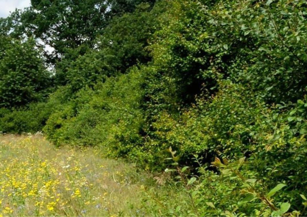 Kleine poel met waterplanten (o.a. lelies) en rietkragen, omgeven door ruigte en struiken. Natte natuurzone.