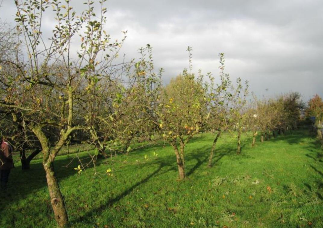Gevlochten takkenril (dood hout) langs weiland. Natuurlijke erfafscheiding en ecologische voorziening.