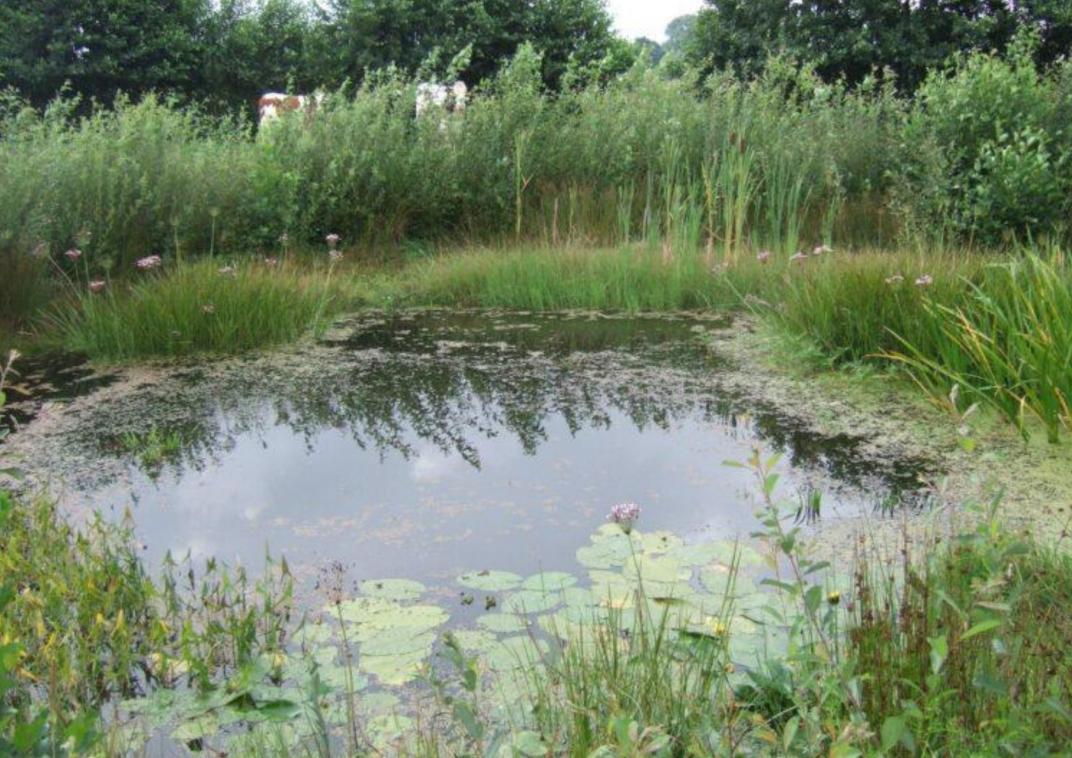 Lange bloeiende haag (witte bloesem) langs open grasveld. Seizoensbeeld met hoge landschappelijke waarde.