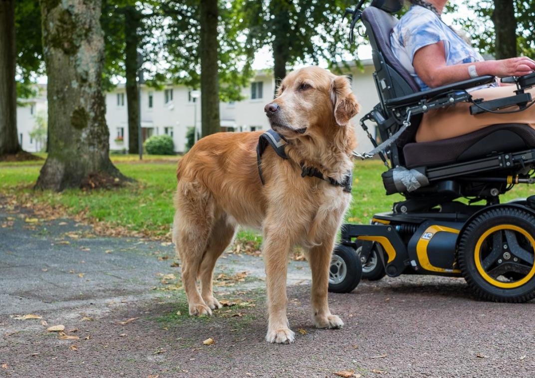 Een hulphond naast een persoon in een scootmobiel