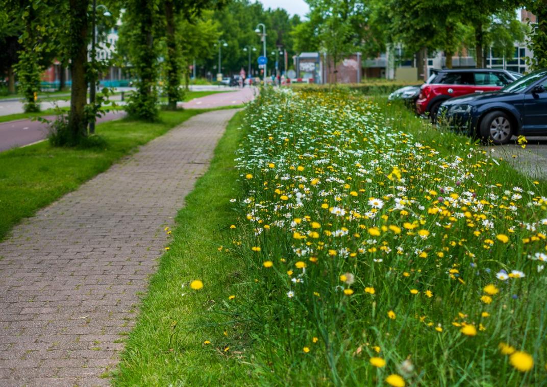 Een strook met bloemen naast een voetpad