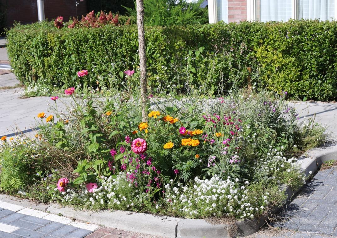 Een stuk grond rondom de stam van een boom met bloemen