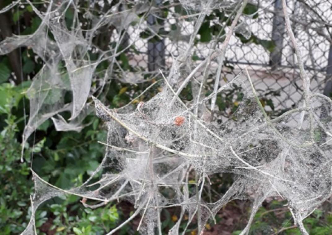 De spinsels van een spinselmot; lijkt op een rommelig spinnenweb