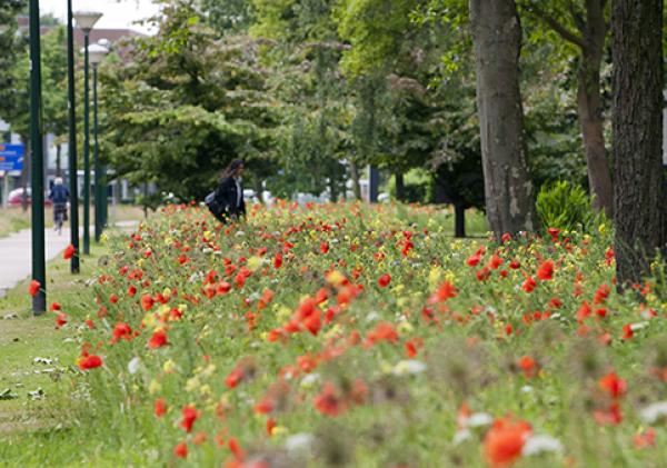 Foto van een kruidenrijke berm vol groen en met rode, witte en gele bloemen