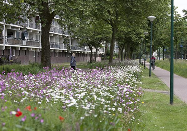 Beeld van de tweede fase kruidenrijke berm
