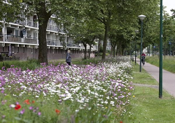 Een kruidenrijke berm, vol groen en witte en paarse bloemen