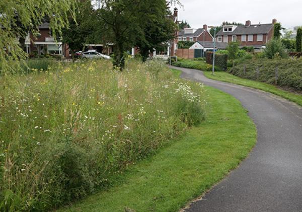 Een kruidenrijke berm vol met hoge groen beplanting