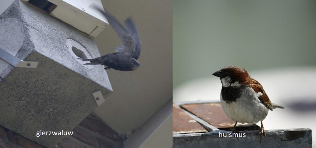 Foto's van een gierzwaluw en een huismus
