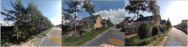 Een collage van drie foto's met van links naar rechts: de volgroeide houtwal, de houtwal direct na snoei en het opnieuw uitlopen van de houtwal.