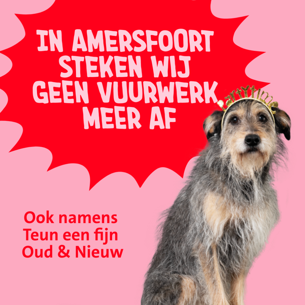 Teun de hond kijkt ons aandoenlijk aan, hij heeft een gouden haarband met in gouden letters het woord Partytime erop. Links ernaast staat de tekst In Amersfoort steken wij geen vuurwerk meer af, ook namens Teun een fijn Oud & Nieuw