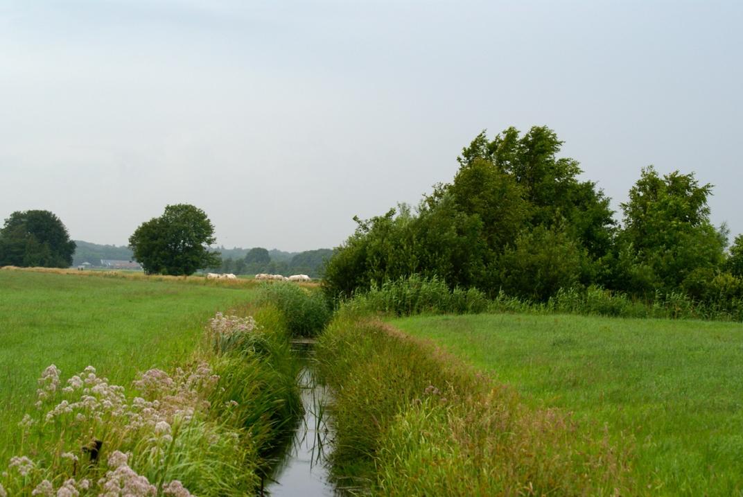 Landschap met bloemen langs de sloot