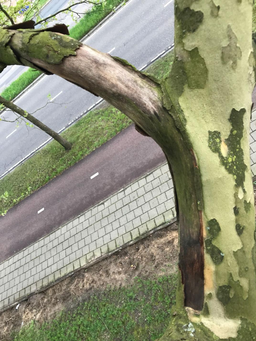 Een boom met sporen van de boomziekte Massaria