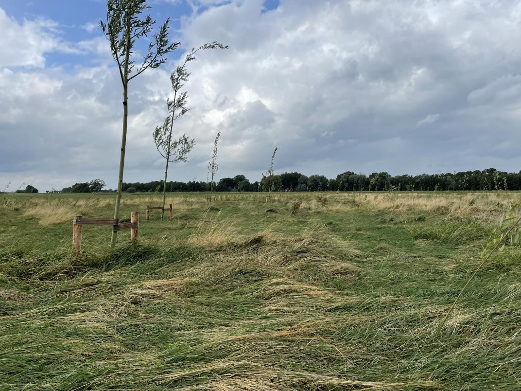 Foto van een groen landschap met wat bomen