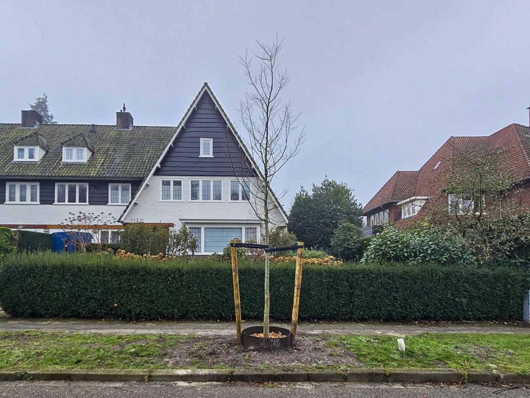 Foto van een jonge boom die op zijn plek wordt gehouden door boompalen met banden. 