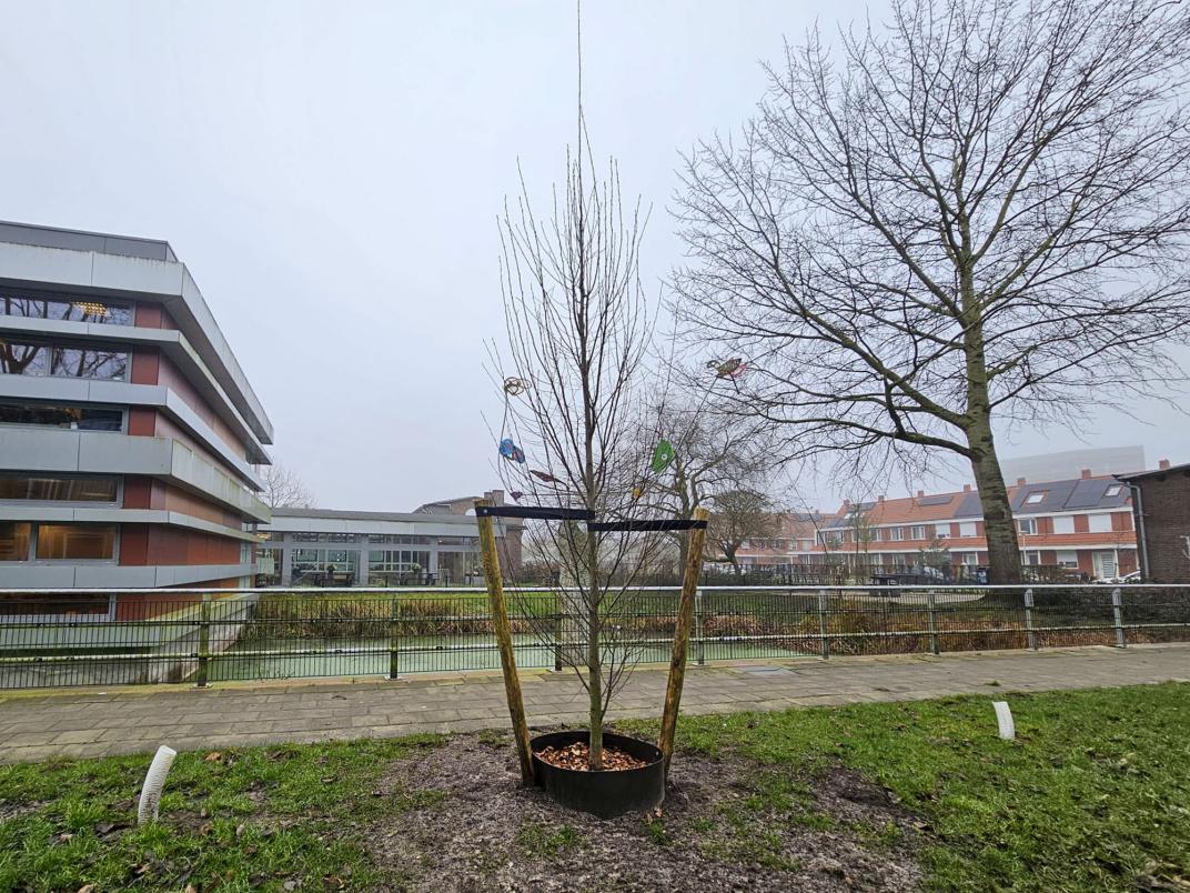 Foto van een jonge boom die op zijn plek wordt gehouden door boompalen met banden. 