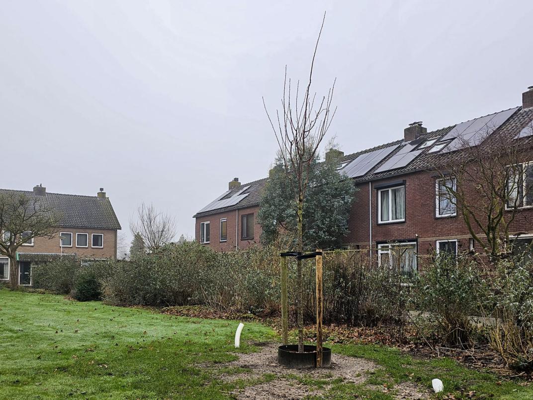 Foto van een jonge boom die op zijn plek wordt gehouden door boompalen met banden. 