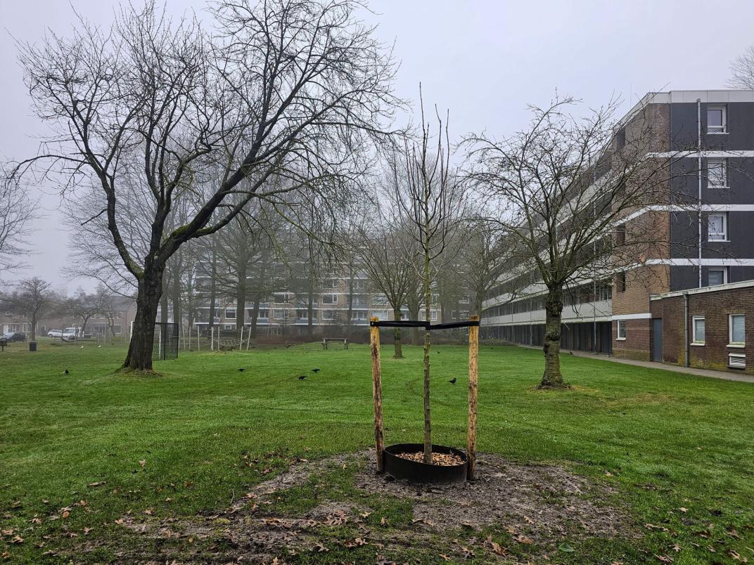 Foto van een jonge boom die op zijn plek wordt gehouden door boompalen met banden. 