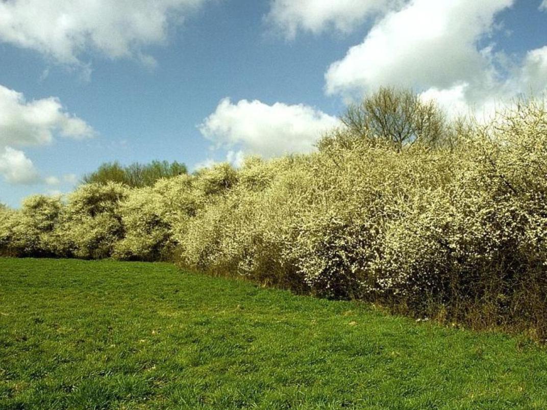 Bloemrijk grasland met gele en paarse bloemen, omzoomd door bomen en struweel. Natuurlijke, extensieve vegetatie.