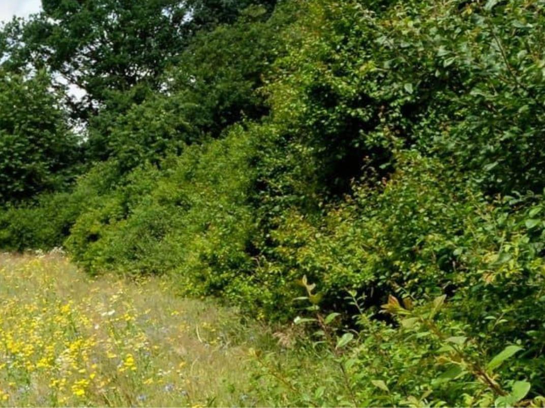 Kleine poel met waterplanten (o.a. lelies) en rietkragen, omgeven door ruigte en struiken. Natte natuurzone.