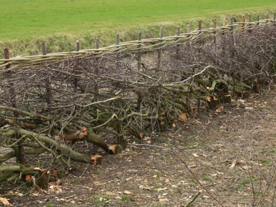 Uitgestrekt bloemrijk grasland met verspreide boomgroepen op de achtergrond. Open parklandschap met hoge natuurwaarde.