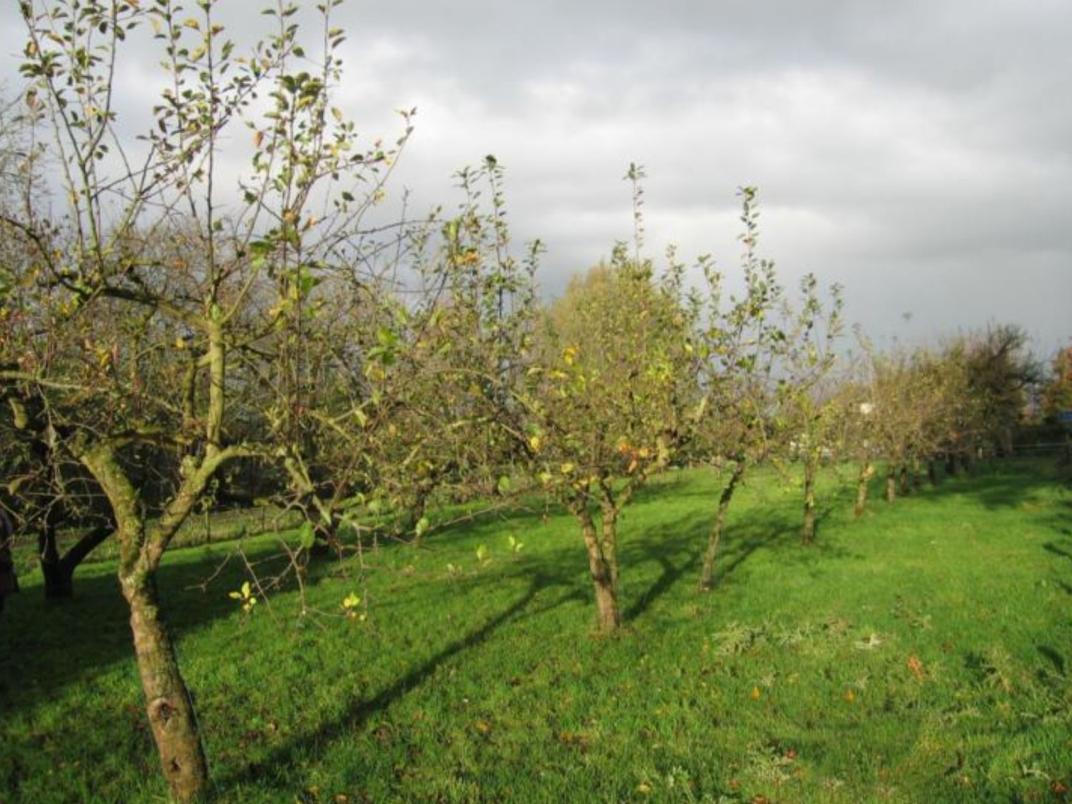 Gevlochten takkenril (dood hout) langs weiland. Natuurlijke erfafscheiding en ecologische voorziening.