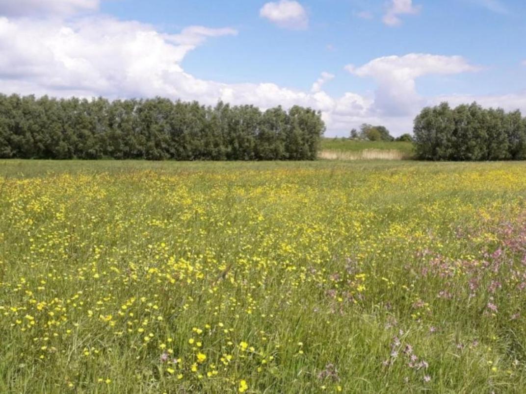 Takillen/stapeling van snoeihout in cirkelvormige opstelling nabij water. Schuil- en broedplek voor fauna.