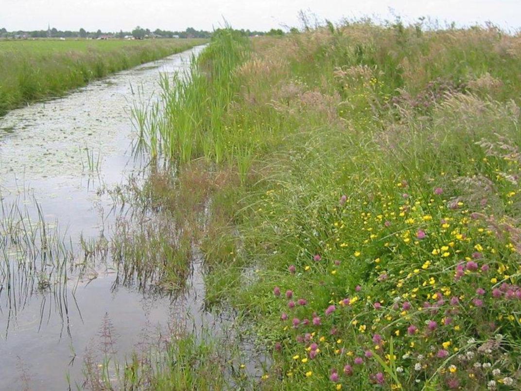 Dichte struweelhaag met bloeiende struiken langs grasland. Structuurrijke groenstrook.