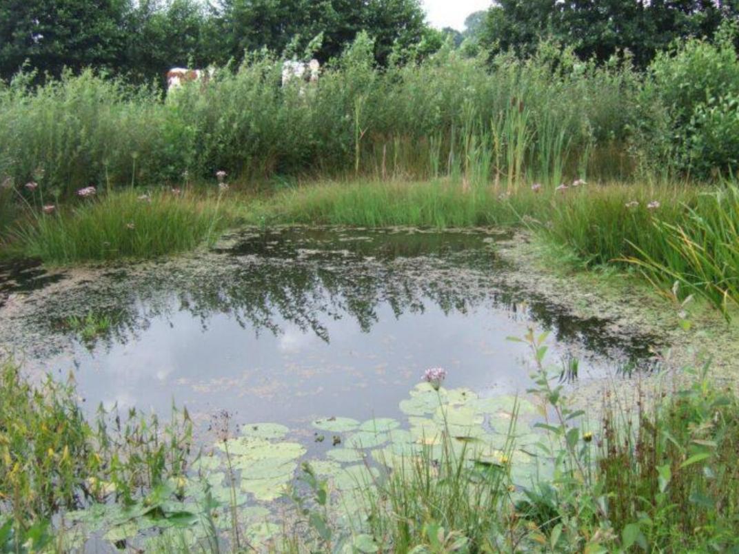 Lange bloeiende haag (witte bloesem) langs open grasveld. Seizoensbeeld met hoge landschappelijke waarde.
